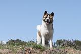AKITA AMERICAIN 002